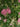 LA Bruket 071 Hand and Body Wash Wild Rose | C