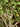 LA Bruket 194 Hand and Body Wash Grapefruit Leaf | D